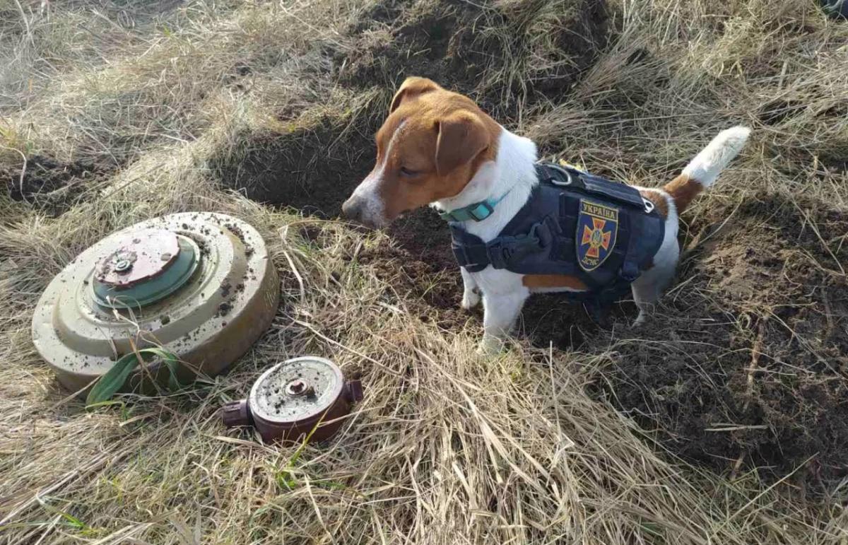  cartușul de câine ajută serviciul de urgență de stat în clearance-ul regiunii Chernihiv/fotografia serviciului de urgență de Stat